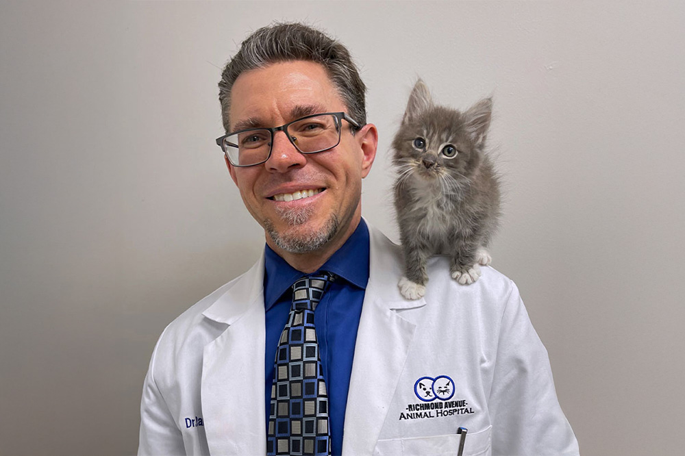 veterinarian holding kitten