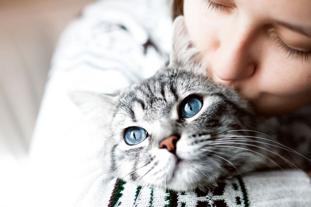 A close-up of a tabby cat with striking blue eyes being kissed on the forehead by a person