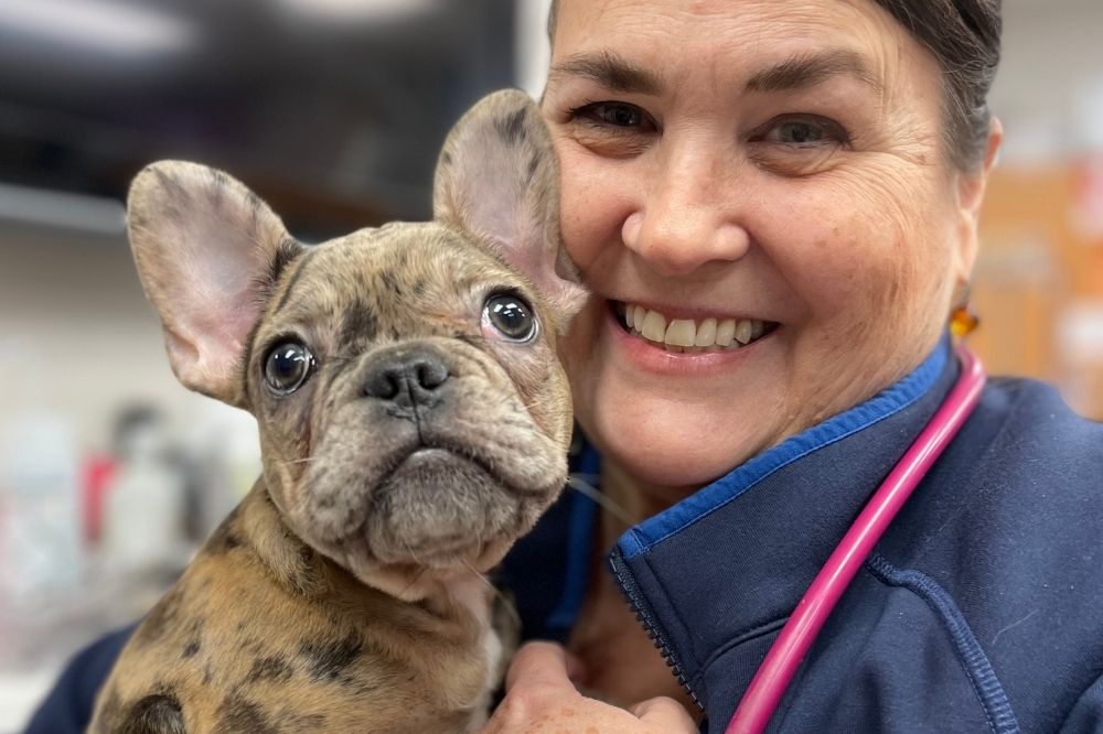 A  doctor holding a merle French bulldog puppy